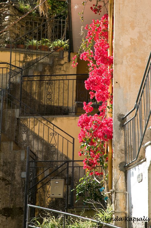 Bouganvilia Riomaggiore.jpg