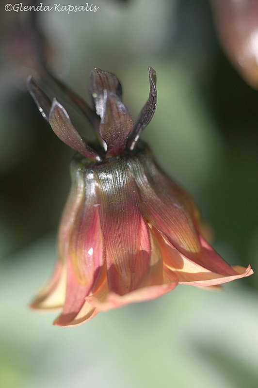 Budding Star.jpg
