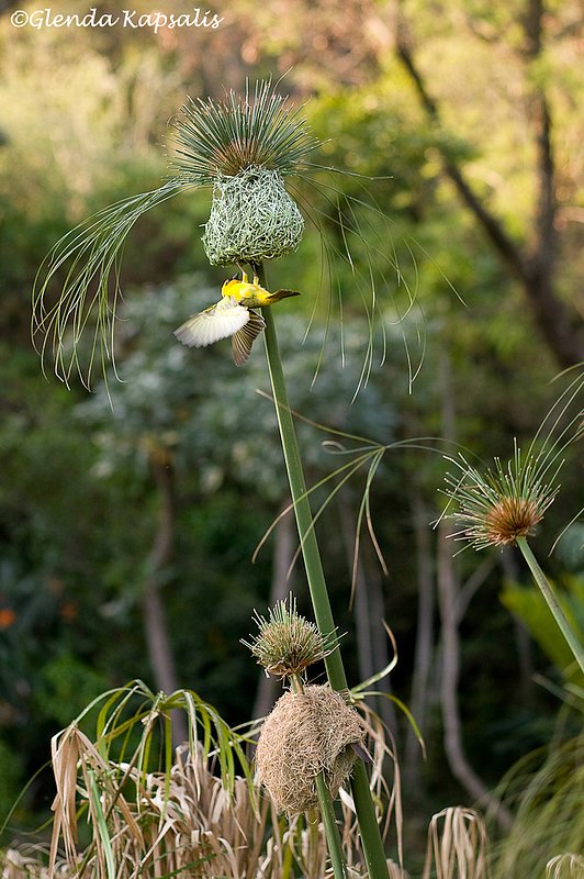 Cape Weaver South Africa.jpg