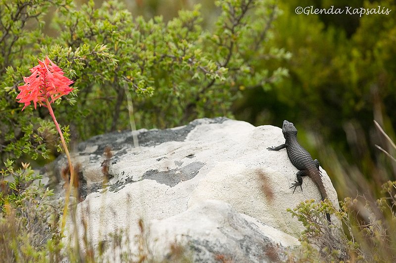 Capetown Lizard.jpg