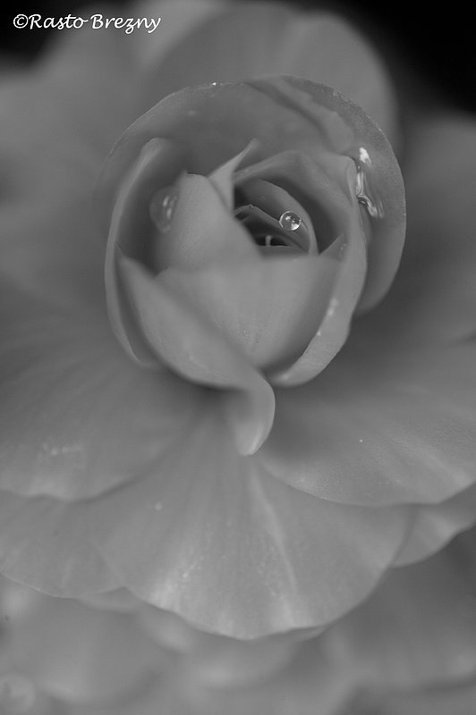 Carmen BW1.jpg :: Carmen BW