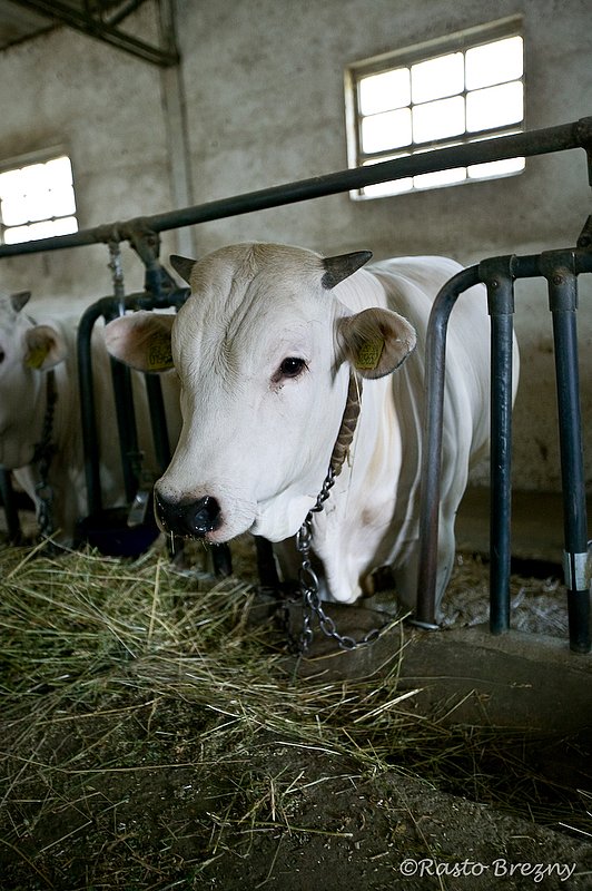 Chianina Cow Tuscany.jpg