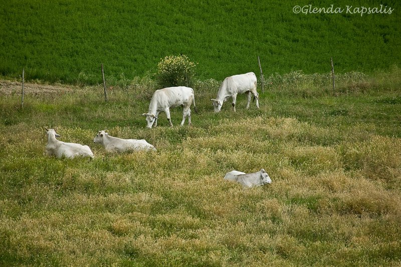 Chianina Cows3 Tuscany.jpg