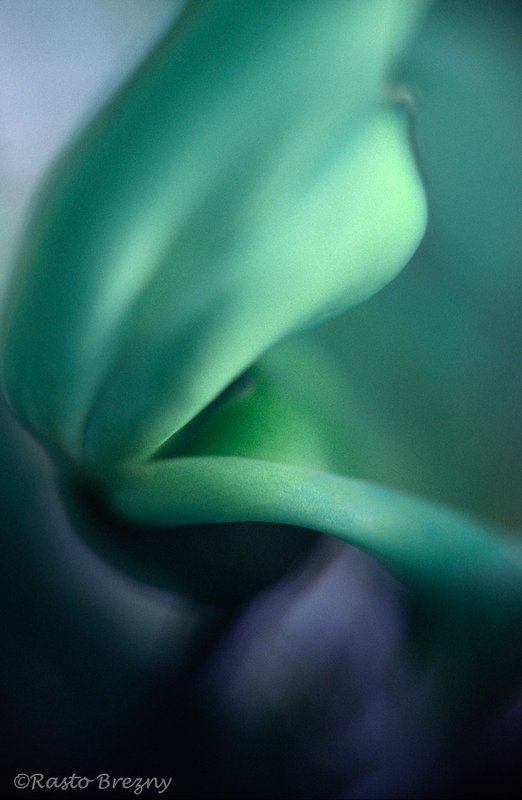 Chiaroscuro.jpg
