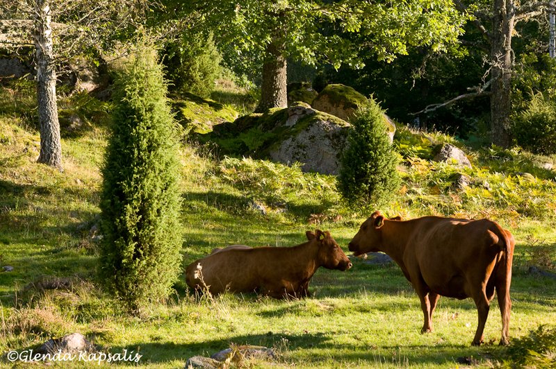 Cows Stensjo By Sweden.jpg