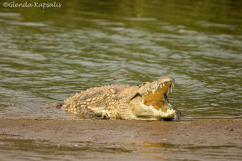 Croc Smile South Africa.jpg