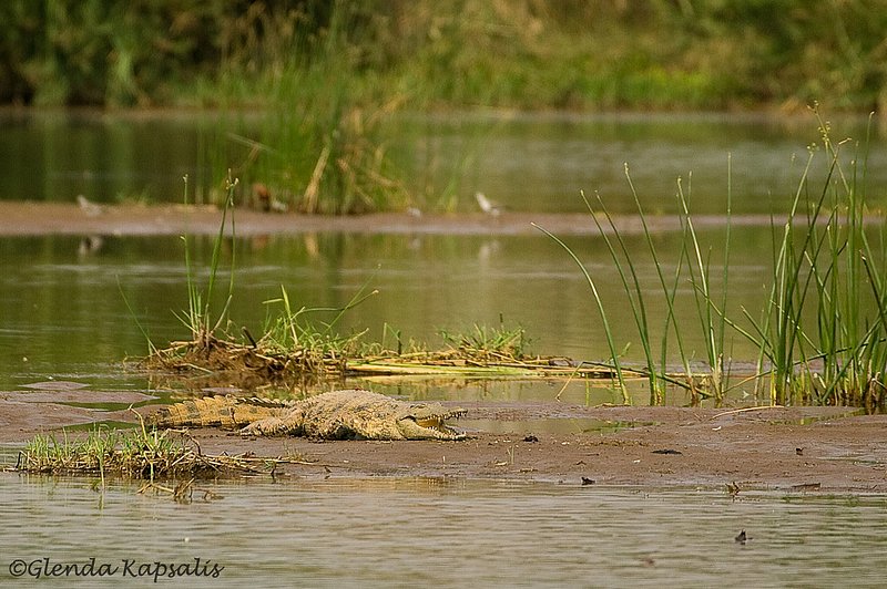 Croc Smile2 South Africa.jpg