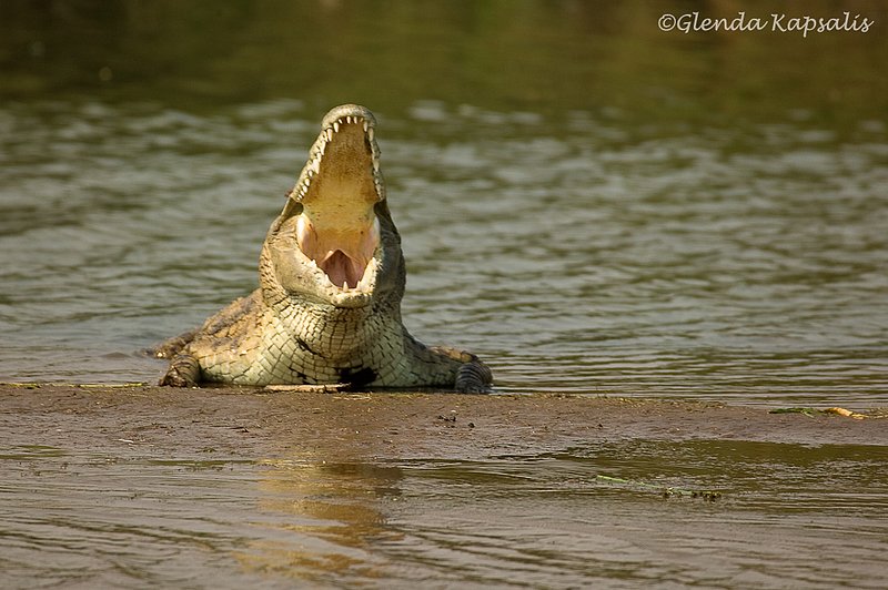 Croc Yawn South Africa.jpg