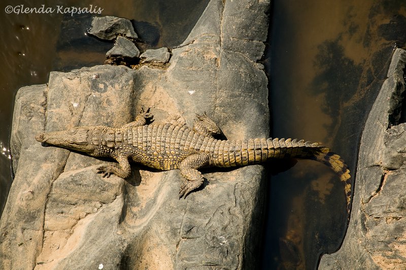 Crocodile South Africa.jpg