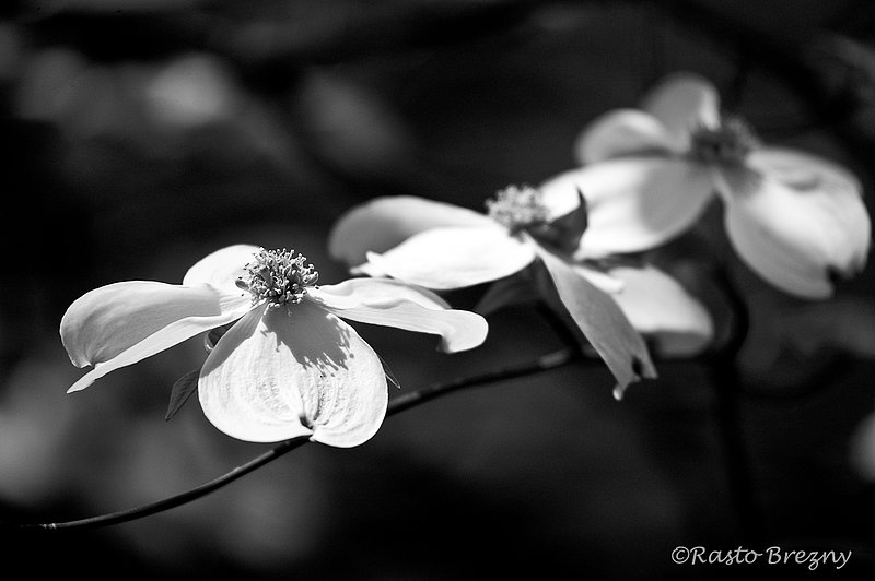 DogwoodBW.jpg