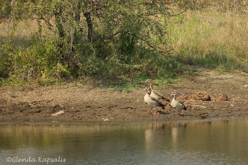 Egyptian Geese South Africa.jpg