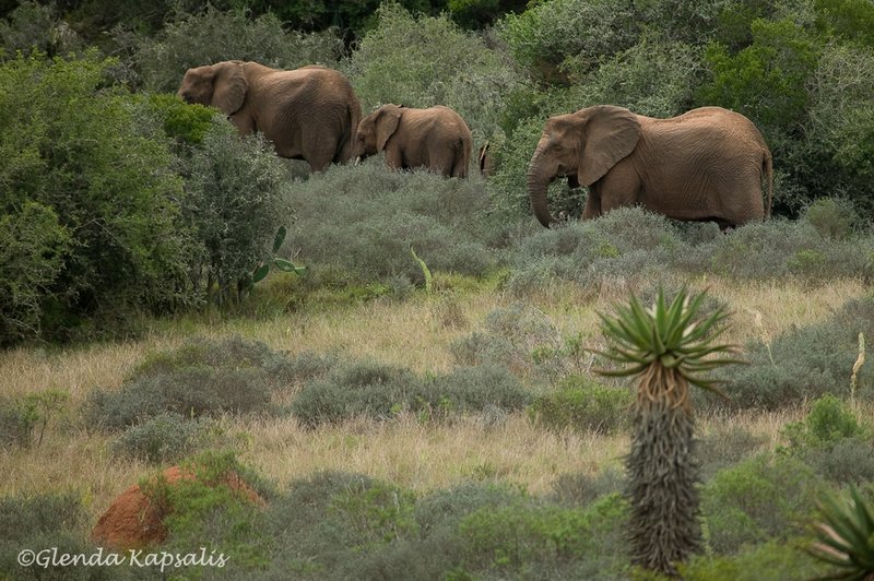 Elephant Family South Africa.jpg