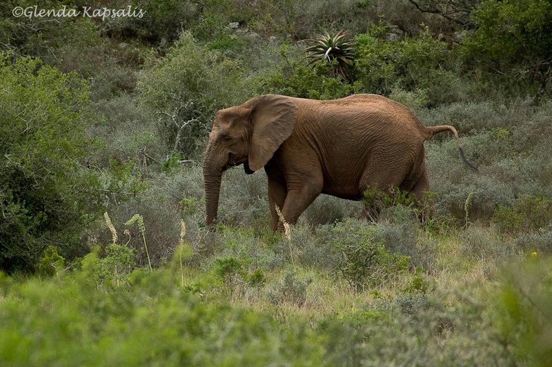 Elephant South Africa.jpg