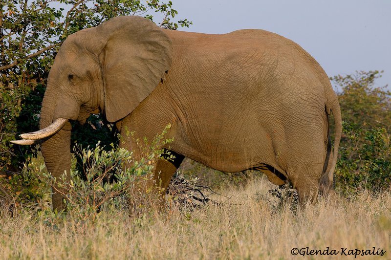 Elephant2 South Africa.jpg