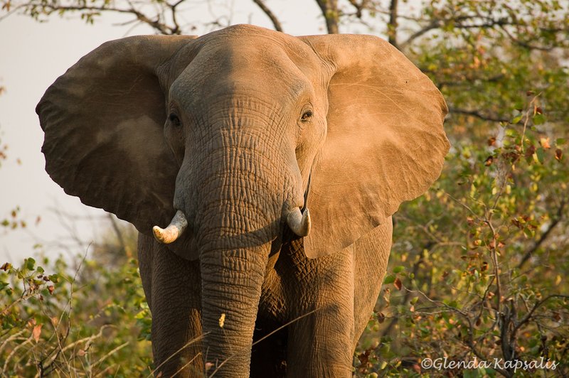 Elephant4 South Africa.jpg