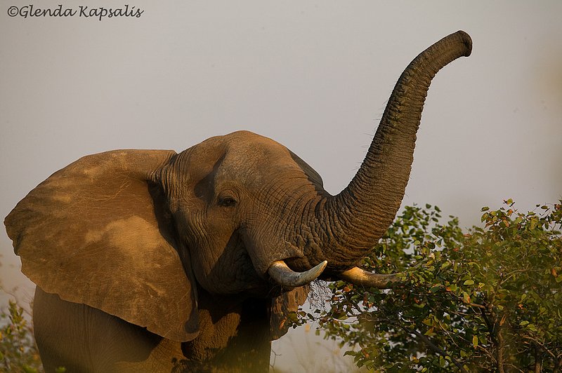 Elephant5 South Africa.jpg