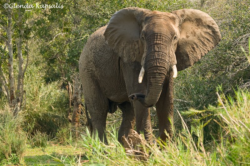 Face to Face South Africa.jpg