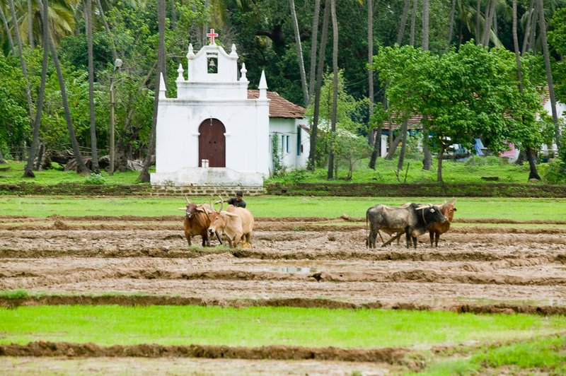 Farmer and Church.jpg