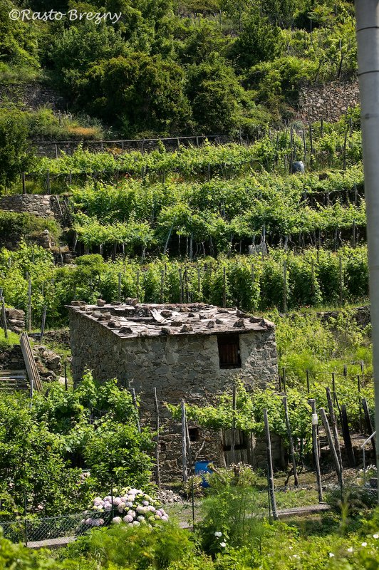 Farming in Manarola.jpg