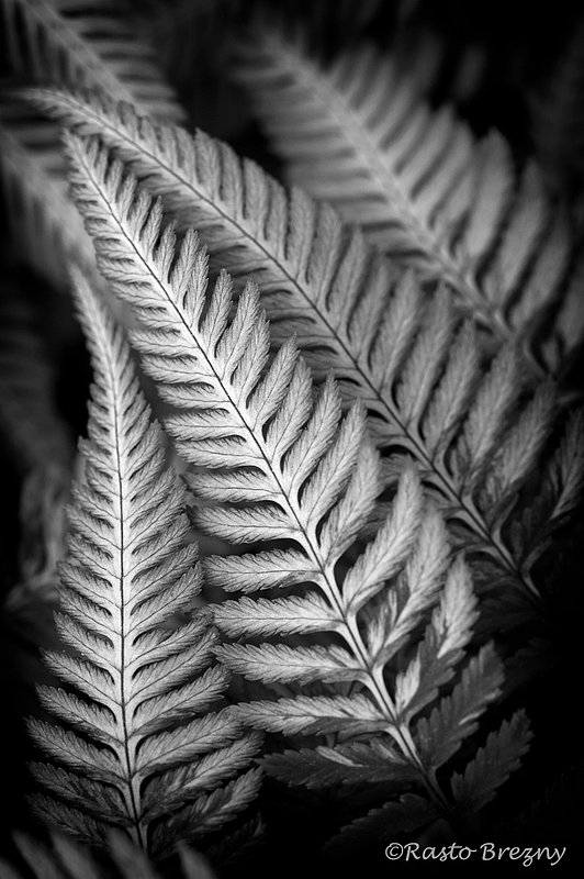 Fern_LeavesBW1.jpg :: Fern Leaves BW