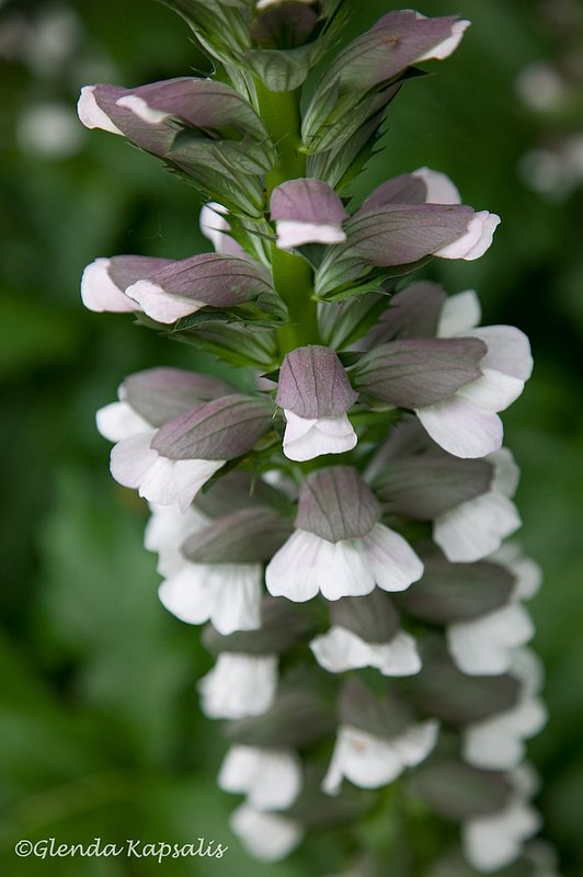 Foxglove Udine.jpg