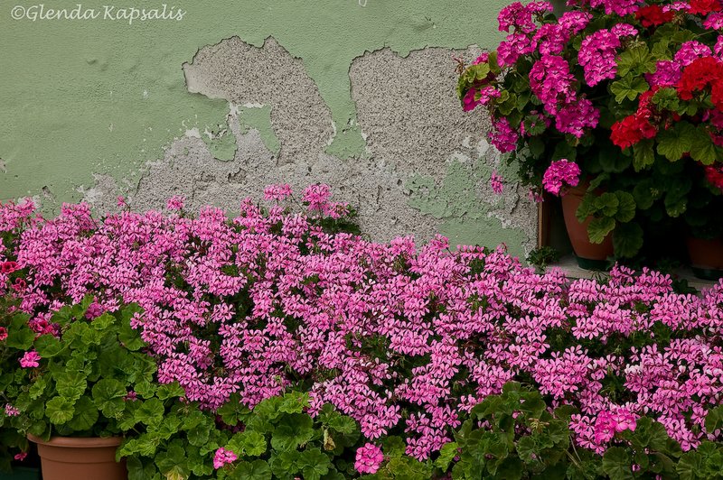 Geraniums Friuli.jpg
