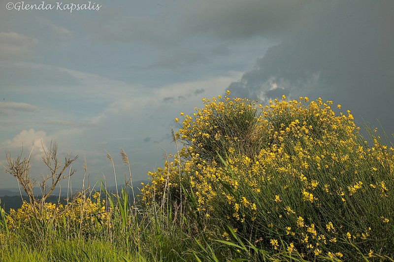 Ginestra Tuscany.jpg