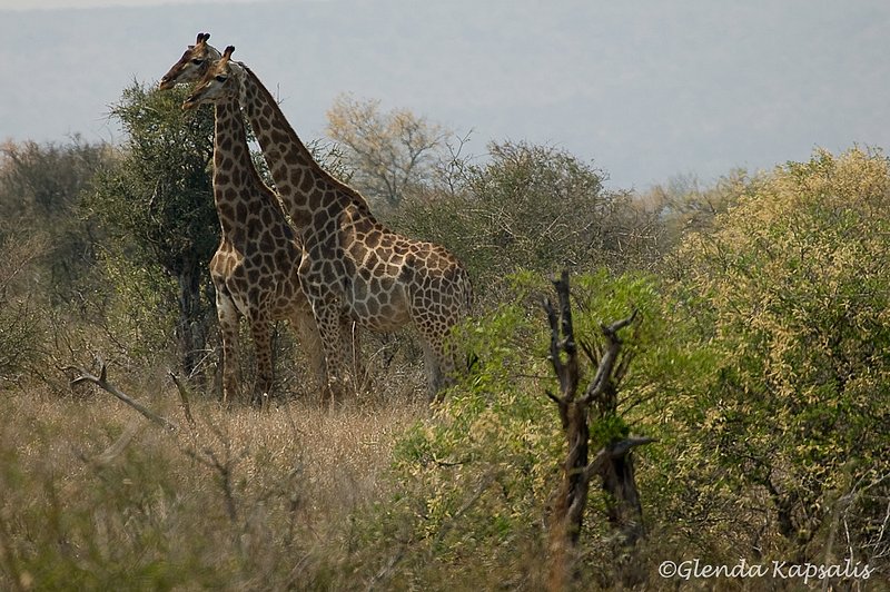 Giraffe Pair South Africa.jpg