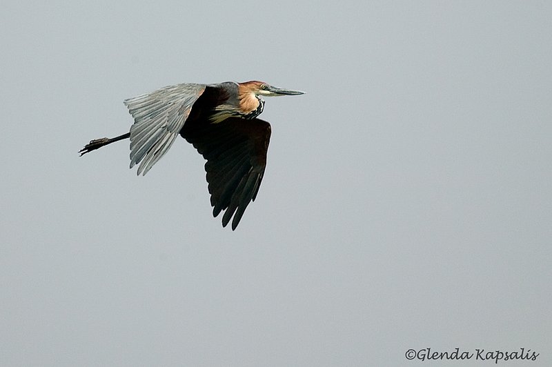 Goliath Heron South Africa.jpg