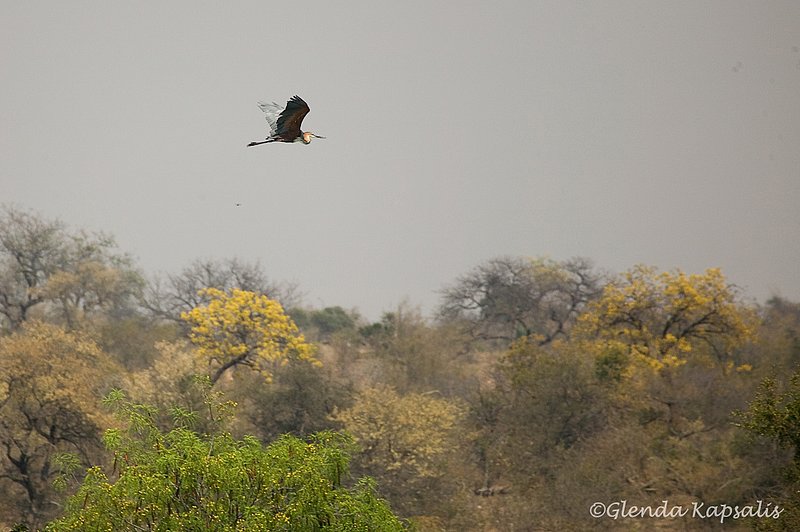 Goliath Heron2 South Africa.jpg