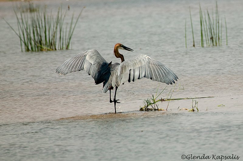 Goliath Heron3 South Africa.jpg