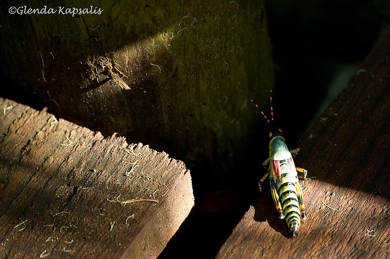 Grasshopper South Africa.jpg