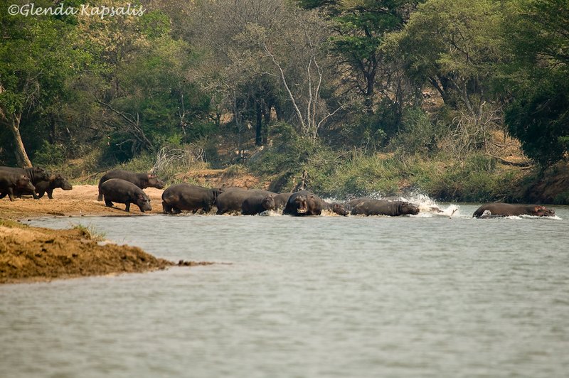 Herd of Hippos South Africa.jpg