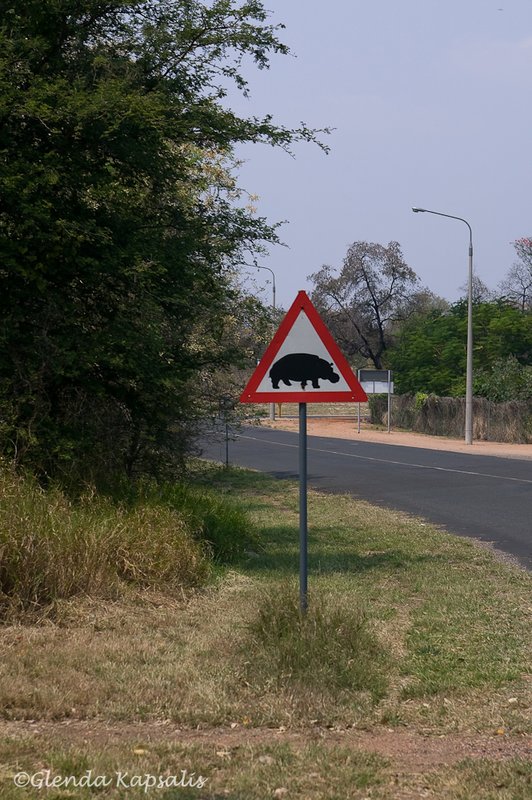 Hippo Crossing South Africa.jpg