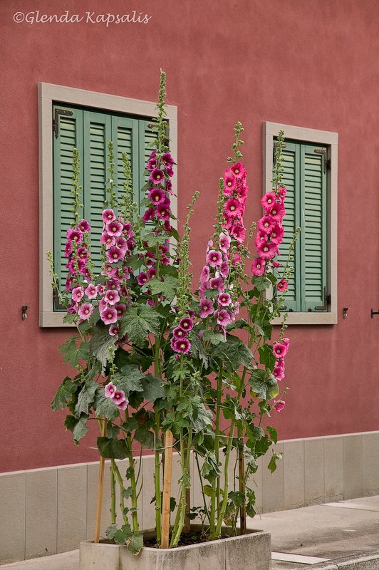 Hollyhocks Friuli.jpg