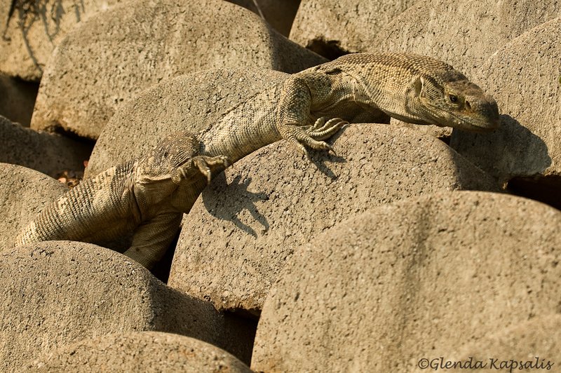 Iguana South Africa.jpg