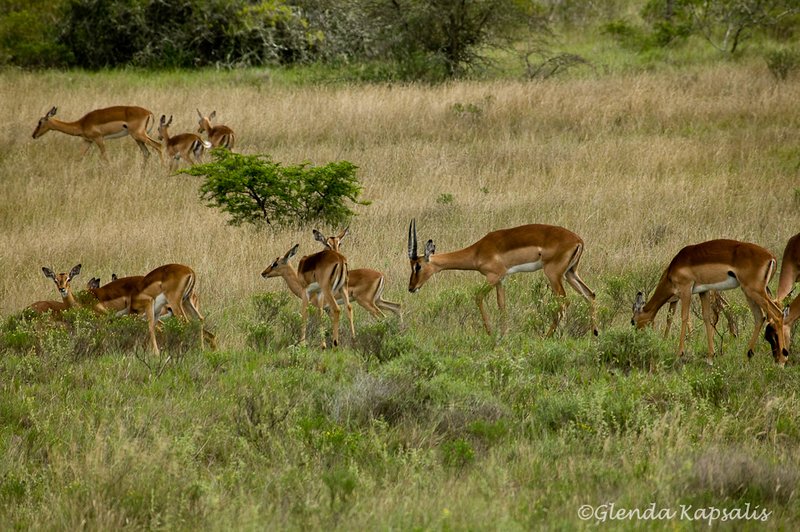 Impala South Africa.jpg