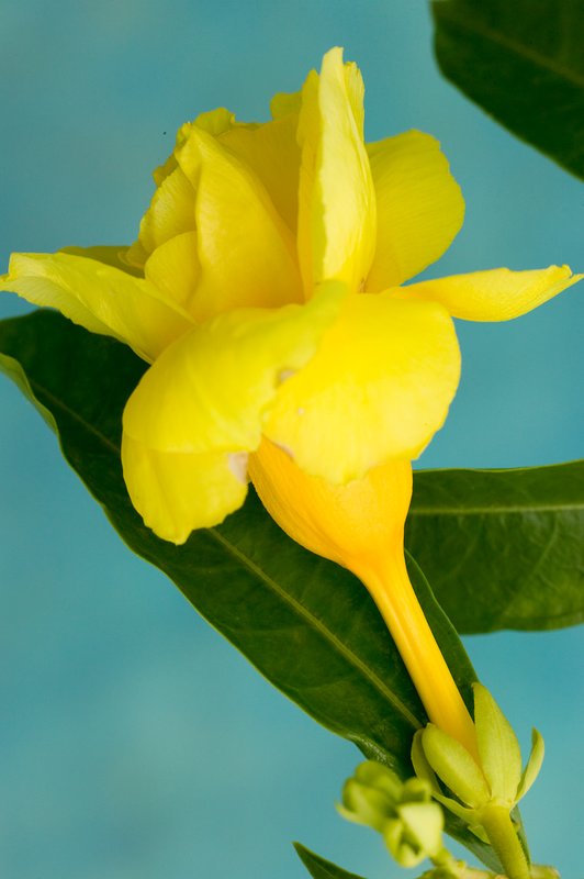 Jacaranda Flower.jpg