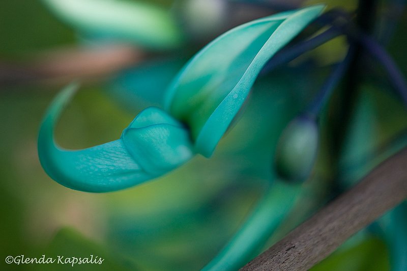 Jade Vine South Africa.jpg
