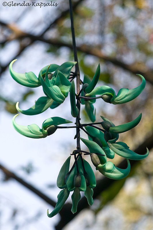 Jade Vine2 South Africa.jpg