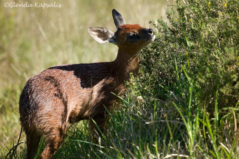 Klipspringer South Africa.jpg