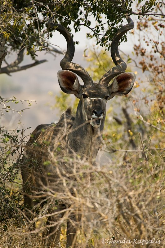 Kudu South Africa.jpg