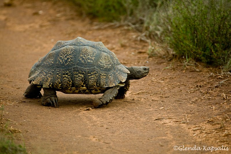 Leopard Tortoise.jpg