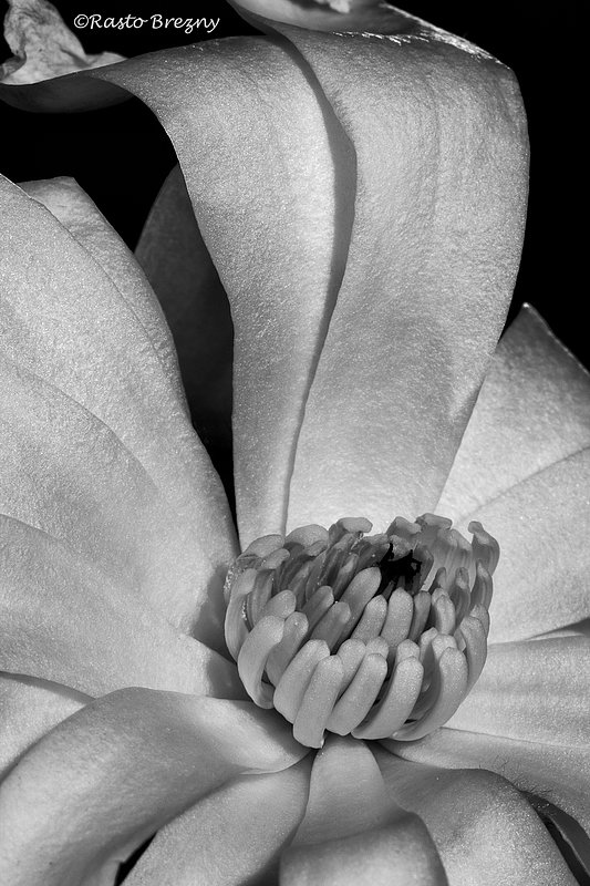Magnolia3BW.jpg