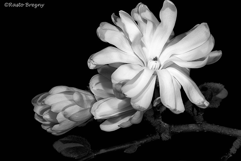 Magnolia4BW.jpg
