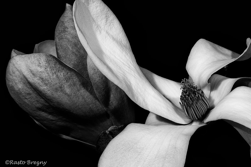 Magnolia5BW.jpg