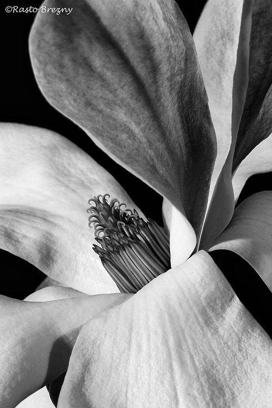 Magnolia7BW.jpg