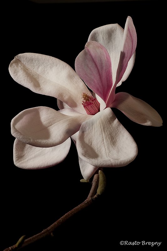 Magnolia8.jpg