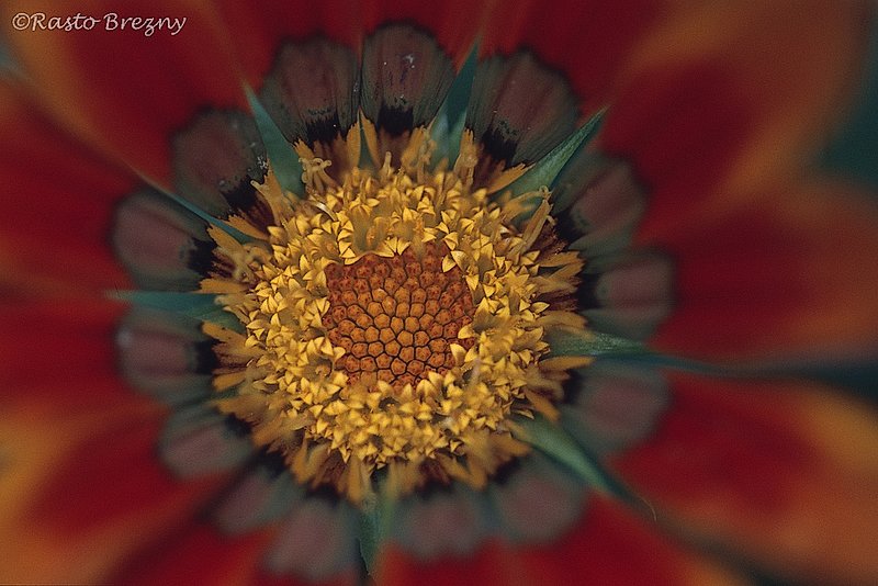 Mandala.jpg