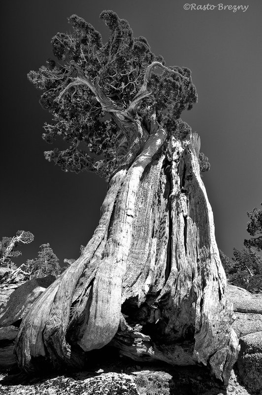 Old_GiantBW.jpg :: Old Giant BW